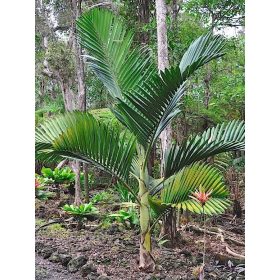 Chambeyronia houailouensis fiatal pálma