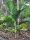 Chambeyronia houailouensis
