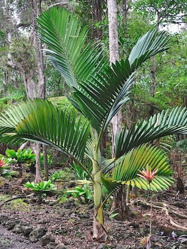Chambeyronia houailouensis