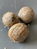 Chambeyronia houailouensis