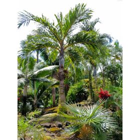 Bentinckia condapanna pálma trópusi növényzet között, mohás fatörzzsel és élénkzöld lombozattal.