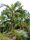Bentinckia condapanna palm among tropical vegetation, with a mossy trunk and vibrant green foliage.