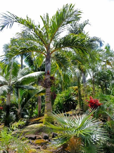 Bentinckia condapanna palm among tropical vegetation, with a mossy trunk and vibrant green foliage.
