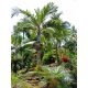 Bentinckia condapanna palm among tropical vegetation, with a mossy trunk and vibrant green foliage.