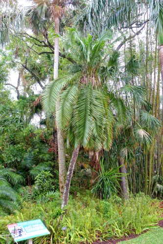 Phoenix rupicola seed