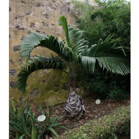 Palackpálma (Hyophorbe lagenicaulis) díszpálma a kertben