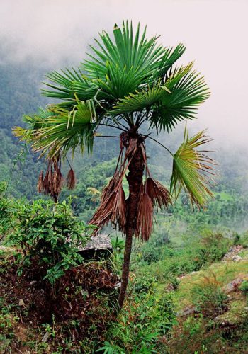 Trachycarpus latisectus