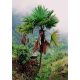 Trachycarpus latisectus seed - 5 pcs/package