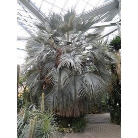Brahea armata pálma egy üvegházban, ezüstös levelekkel és trópusi növényekkel körülvéve.