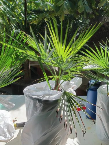 Young Brahea sp. 'Super Silver' palm in a pot, with bright green fan-shaped leaves.