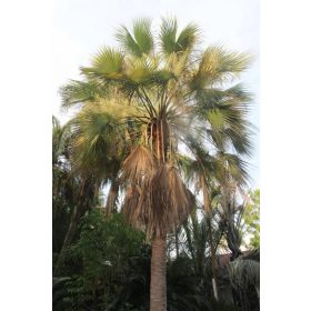 Brahea aculeata – legyezőpálma (növényfotó)