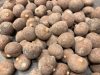 Brahea aculeata magok – pálmamag közeli