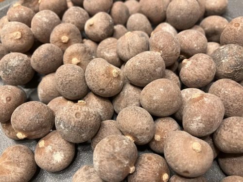 Brahea aculeata magok – pálmamag közeli