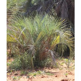 Butia noblickii pálma természetes élőhelyen