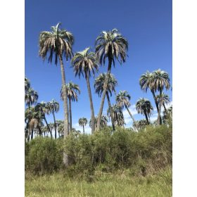 Butia yatay pálmák természetes élőhelyükön, kék ég háttérrel.