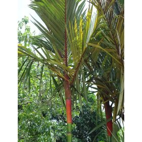 Cyrtostachys renda, vörös pálma törzsének közeli felvétele, zöld és vörös színű szárakkal