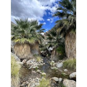 Washingtonia filifera pálmák egy sziklás patakparton, zöld lombozattal és kék égbolttal.