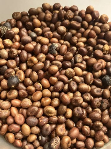 Washingtonia filifera pálma magjai közelről, barnás árnyalatokkal.