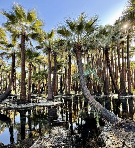 Washingtonia filifera pálmák egy elárasztott területen, visszatükröződő vízfelülettel.