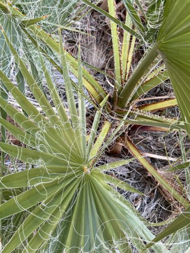 Washingtonia filifera pálma levelei fonalas szegéllyel közelről.