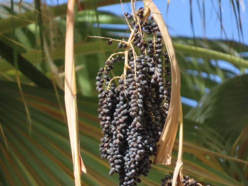 Washingtonia filifera pálma érett termésekkel, sötétkék bogyókkal a fán.
