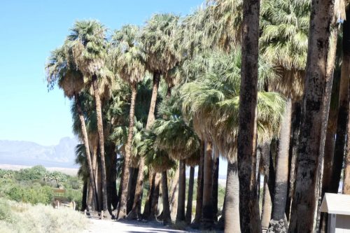 Washingtonia filifera pálmák egy rendezett fasorban, száraz vidéki tájjal a háttérben.