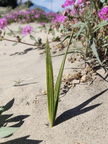 Washingtonia filifera magonc növekedésben egy homokos területen, lila vadvirágokkal körülvéve.