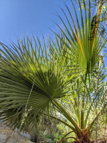 Fiatal Washingtonia filifera pálma élénkzöld levelekkel egy természetes élőhelyen.