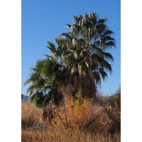 Washingtonia filibusta