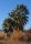 Washingtonia filibusta