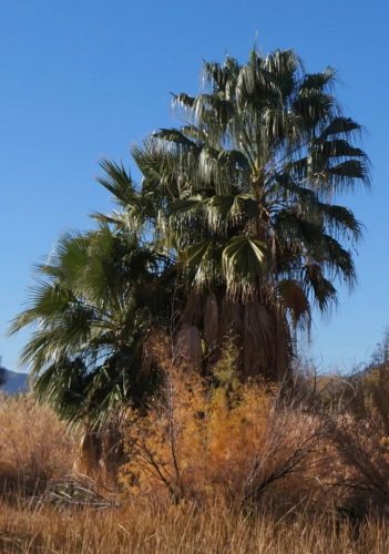 Washingtonia filibusta