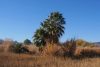Washingtonia filibusta