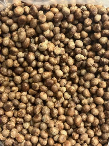 Washingtonia filibusta