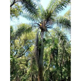 Egy magas Syagrus romanzoffiana pálma lombos trópusi erdőben, hosszú ívelt levelekkel