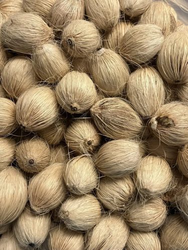Syagrus romanzoffiana pálma szárított magjai, világosbarna, szálas külső burkolattal