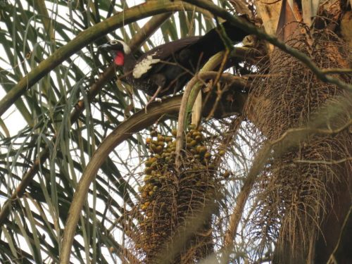 Syagrus romanzoffiana pálma terméseivel egy ágon ülő fekete-fehér madár