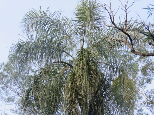 Egy Syagrus romanzoffiana pálma magas lombkoronája kék ég háttérrel