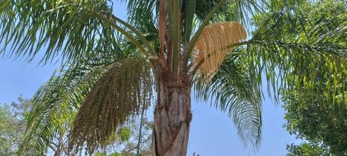 Syagrus romanzoffiana pálma virágzó és termést hozó ágai közelről