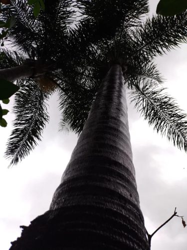 Egy Syagrus romanzoffiana pálma törzse alulról, a sötét ég felé nyúlva