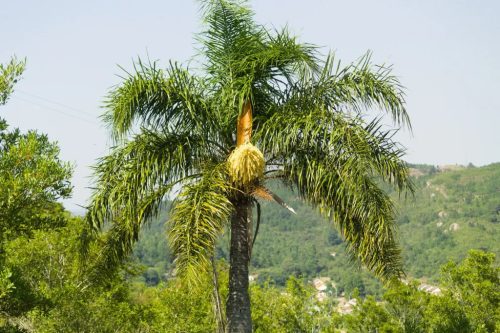Egy Syagrus romanzoffiana pálma áll egy domboldalon, zöld környezettel
