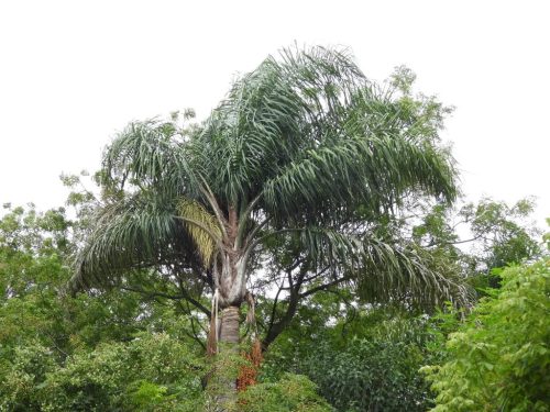 Egy Syagrus romanzoffiana pálma sűrű, hosszú, ívelt levelekkel