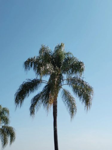 Egy magas Syagrus romanzoffiana pálma egy tiszta kék ég előtt