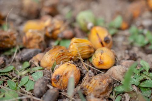 Syagrus romanzoffiana pálma lehullott narancssárga termései a talajon