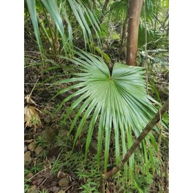 Fiatal Livistona chinensis pálma a természetes élőhelyén, buja zöld környezetben.