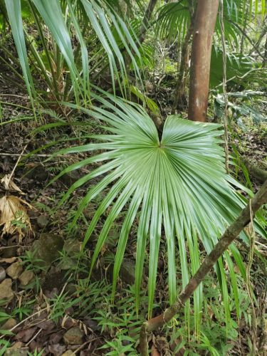 Fiatal Livistona chinensis pálma a természetes élőhelyén, buja zöld környezetben.