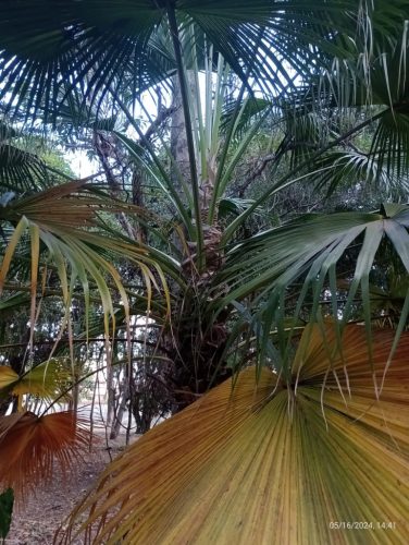 Livistona chinensis pálma zöld és sárgásbarna levelekkel, őszi környezetben.