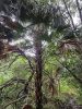 Magas Livistona chinensis pálma természetes élőhelyén, sűrű erdőben.