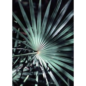 Serenoa repens 'Silver' pálma ezüstös legyezőlevele közelről