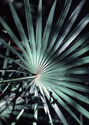Close-up of silver fan leaf of Serenoa repens 'Silver' palm