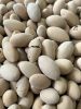 Serenoa repens 'Silver' seed – fresh, natural seeds in close-up view